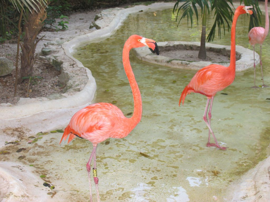 flamingi 