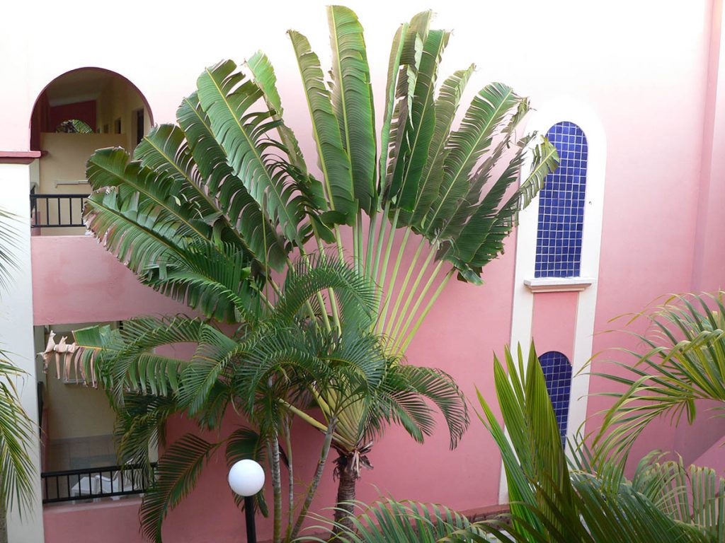 palmy - Wakacje w Meksyku